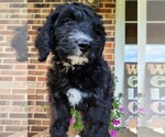 Small #7 Aussiedoodle