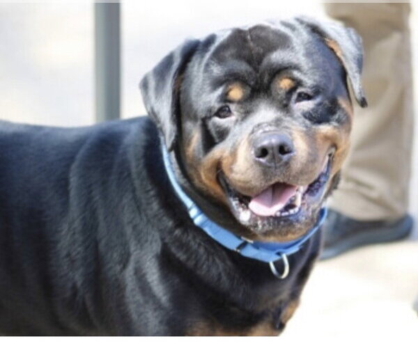Medium Photo #1 Rottweiler Puppy For Sale in Hillsboro, NH, USA