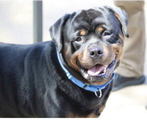 Rottweiler Dogs for adoption in Hillsboro, NH, USA