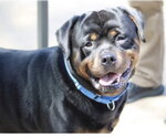 Gunner - Male Rottweiler Dog for Adoption - Small photo
