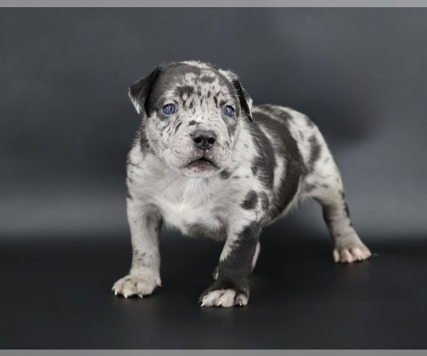 Medium Photo #1 American Bully Puppy For Sale in CHAMPAIGN, IL, USA