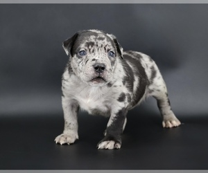 American Bully Puppy for sale in CHAMPAIGN, IL, USA
