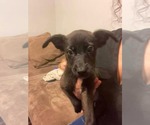 Small #4 Siberian Husky Mix