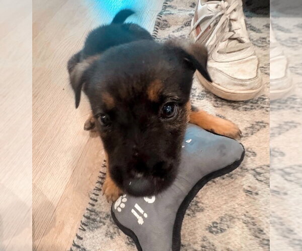 Medium Photo #2 German Shepherd Dog-Unknown Mix Puppy For Sale in Brewster, NY, USA