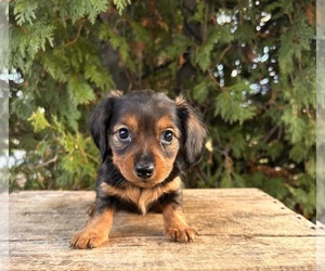 Dachshund Puppy for sale in MIDDLEBURY, IN, USA