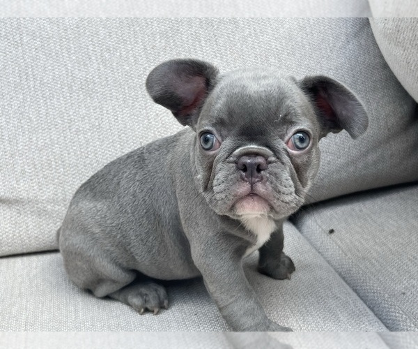 Medium Photo #1 French Bulldog Puppy For Sale in BROOKLYN, NY, USA