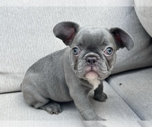 French Bulldog Puppy for sale in BROOKLYN, NY, USA