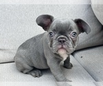Image preview for Ad Listing. Nickname: Oliver