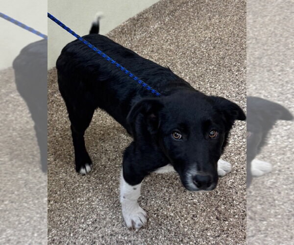 Medium Photo #4 Anatolian Shepherd-Border Collie Mix Puppy For Sale in Great Bend, KS, USA