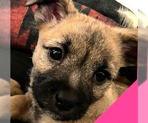 Rat-Cha Dogs for adoption in Grafton, WI, USA