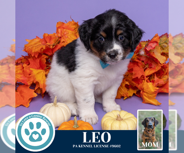 Medium Photo #2 Golden Retriever-Unknown Mix Puppy For Sale in Kimberton, PA, USA