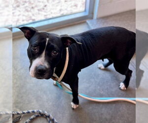 American Pit Bull Terrier-Unknown Mix Dogs for adoption in Tavares, FL, USA