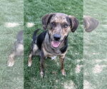 Small #5 Australian Shepherd-Retriever  Mix