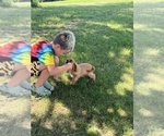Small #1 Cavalier King Charles Spaniel