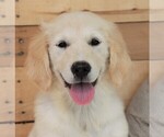 Small Photo #1 Golden Retriever Puppy For Sale in SYRACUSE, IN, USA