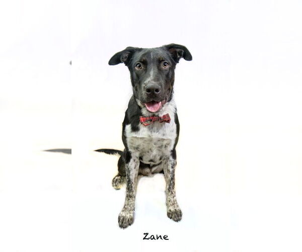 Medium Photo #2 Pointer-Unknown Mix Puppy For Sale in Hot Springs Village, AR, USA