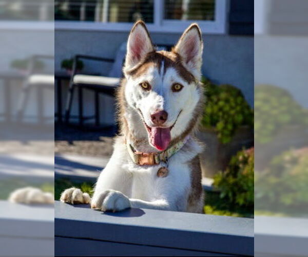 Medium Photo #5 Siberian Husky Puppy For Sale in Ventura, CA, USA