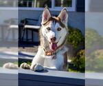 Small #4 Siberian Husky