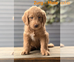 Small #1 Labradoodle