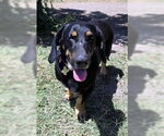 Small #3 Basset Hound-German Shepherd Dog Mix