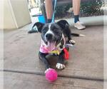 Small #1 Mutt