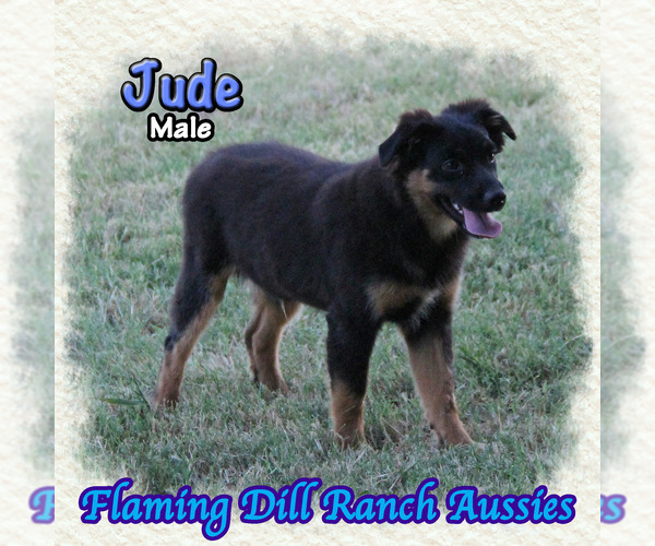 Medium Photo #1 Miniature Australian Shepherd Puppy For Sale in FORESTBURG, TX, USA