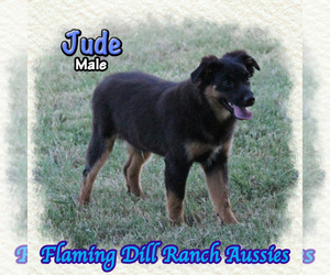 Miniature Australian Shepherd Puppy for sale in FORESTBURG, TX, USA