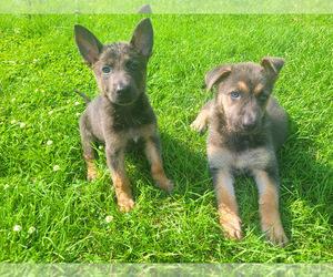 German Shepherd Dog Puppy for sale in NOVI, MI, USA