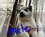 Small Photo #9 Siberian Husky Puppy For Sale in WILLIAMSBURG, VA, USA