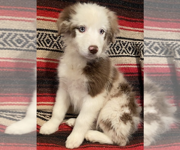 Medium Photo #5 Australian Shepherd Puppy For Sale in WEST PLAINS, MO, USA
