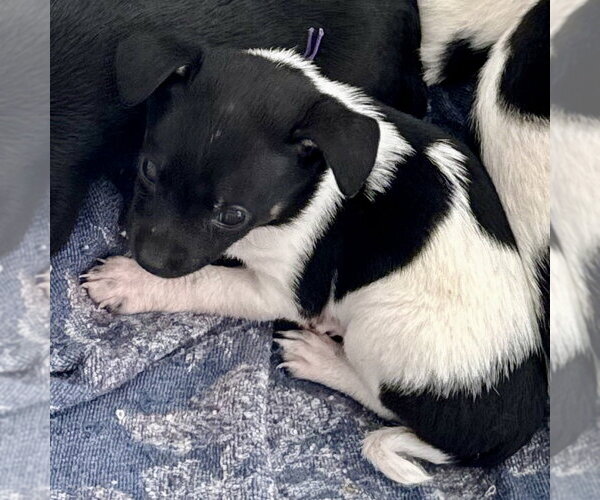 Medium Photo #3 Mutt Puppy For Sale in Spring Lake, NC, USA