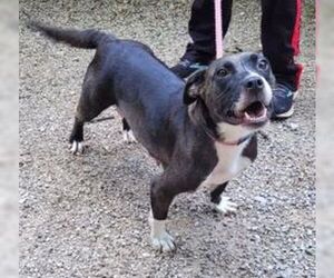 Birdie - Female Basset Hound-Unknown Mix Dog for Adoption - Photo #5