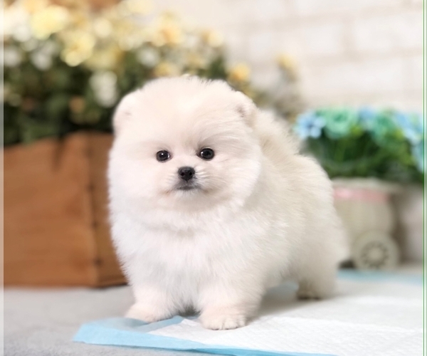 Medium Photo #7 Pomeranian Puppy For Sale in BEVERLY HILLS, CA, USA