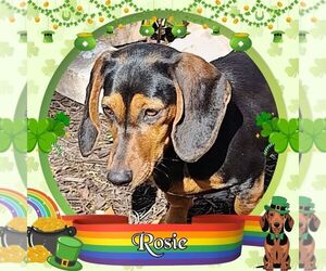 Dachshund-Unknown Mix Dogs for adoption in San Antonio, TX, USA