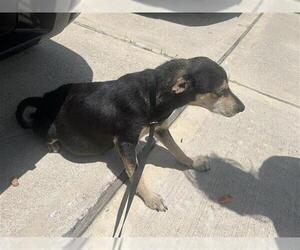 Chihuahua Dogs for adoption in Houston, TX, USA