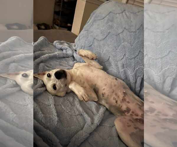 Medium Photo #3 Huskies -Labrador Retriever Mix Puppy For Sale in Holly Springs, NC, USA