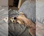 Small #2 Huskies -Labrador Retriever Mix