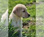 Small Photo #11 Labrador Retriever Puppy For Sale in CHARITON, IA, USA