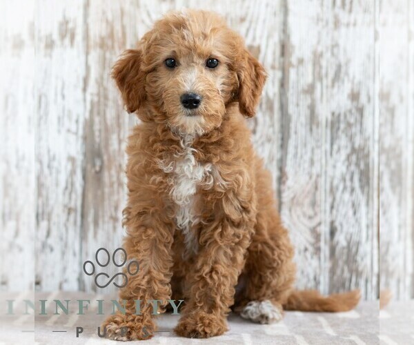 Medium Photo #3 Goldendoodle (Miniature) Puppy For Sale in SUNBURY, PA, USA