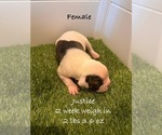 Puppy Justice American Bulldog