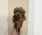 Small Photo #27 Poodle (Toy) Puppy For Sale in NORTH HILLS, CA, USA