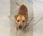 Small #11 Labrador Retriever Mix