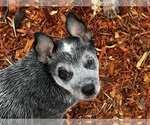 Small #4 Australian Cattle Dog