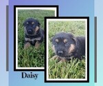 Small Photo #48 German Shepherd Dog Puppy For Sale in BROOKFIELD, MO, USA