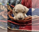 Small Photo #66 Bordoodle Puppy For Sale in COPPERAS COVE, TX, USA