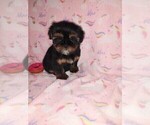 Small #1 Yorkshire Terrier