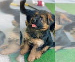 Small German Shepherd Dog