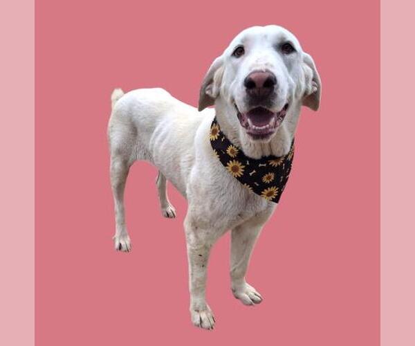 Medium Photo #2 Anatolian Pyrenees Puppy For Sale in Bakersfield, CA, USA