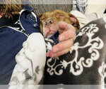 Small Photo #24 Staffordshire Bull Terrier-Unknown Mix Puppy For Sale in Princeton, MN, USA