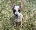 Puppy Puppy 7 Black Australian Cattle Dog